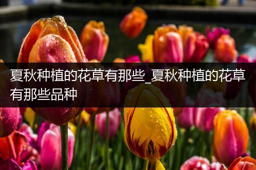 夏秋种植的花草有那些_夏秋种植的花草有那些品种
