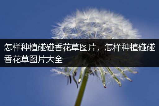 怎样种植碰碰香花草图片，怎样种植碰碰香花草图片大全