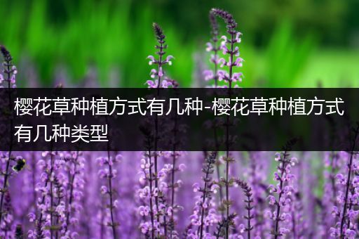 樱花草种植方式有几种-樱花草种植方式有几种类型
