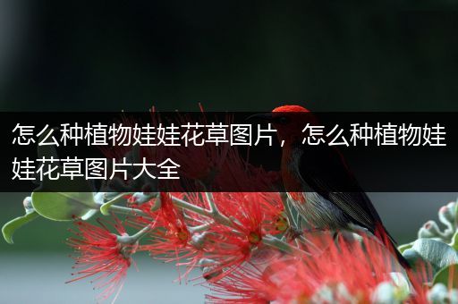 怎么种植物娃娃花草图片，怎么种植物娃娃花草图片大全