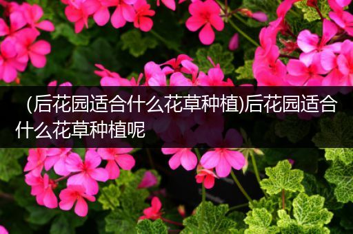 （后花园适合什么花草种植)后花园适合什么花草种植呢