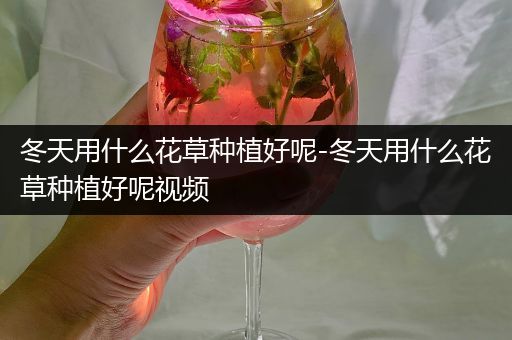 冬天用什么花草种植好呢-冬天用什么花草种植好呢视频