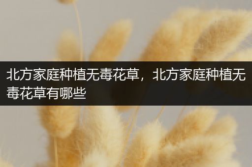 北方家庭种植无毒花草，北方家庭种植无毒花草有哪些