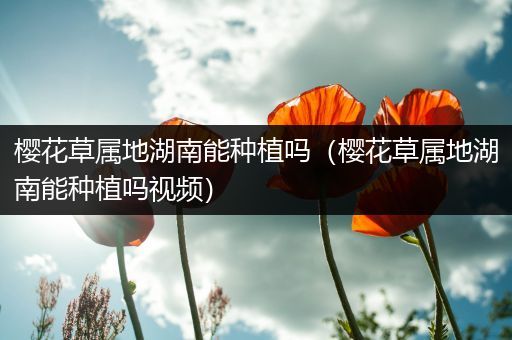 樱花草属地湖南能种植吗（樱花草属地湖南能种植吗视频）