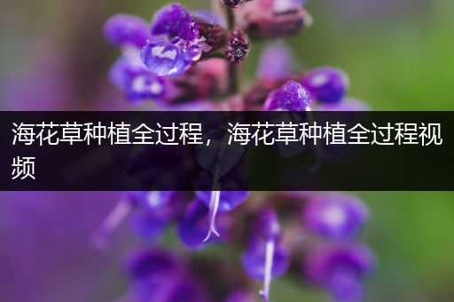 海花草种植全过程，海花草种植全过程视频