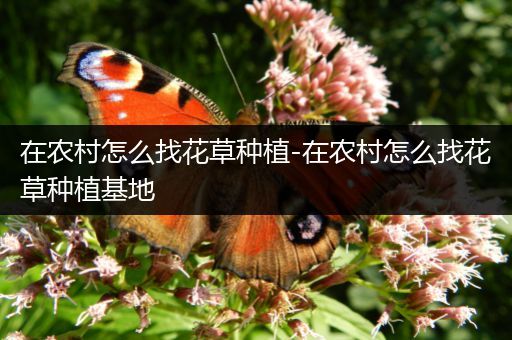 在农村怎么找花草种植-在农村怎么找花草种植基地
