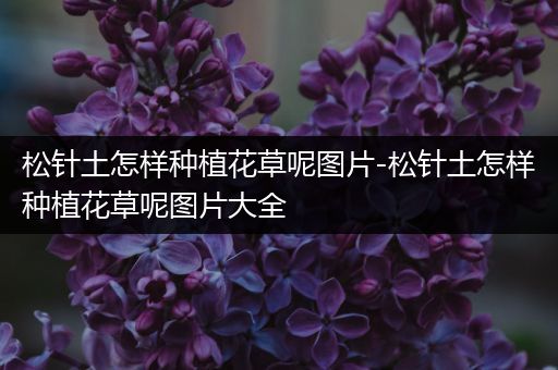 松针土怎样种植花草呢图片-松针土怎样种植花草呢图片大全