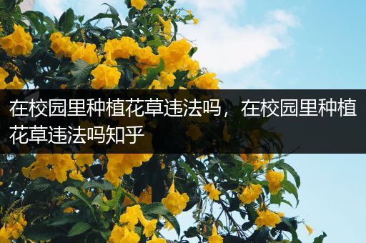 在校园里种植花草违法吗，在校园里种植花草违法吗知乎