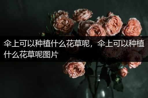伞上可以种植什么花草呢，伞上可以种植什么花草呢图片
