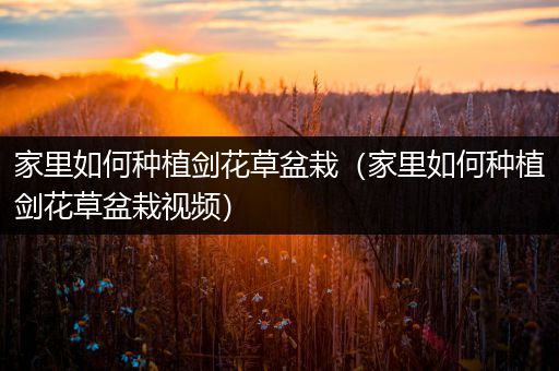 家里如何种植剑花草盆栽（家里如何种植剑花草盆栽视频）