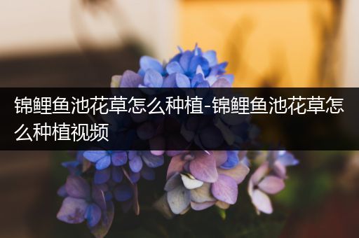 锦鲤鱼池花草怎么种植-锦鲤鱼池花草怎么种植视频