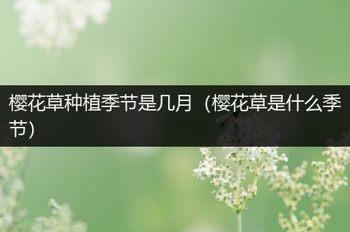 樱花草种植季节是几月（樱花草是什么季节）