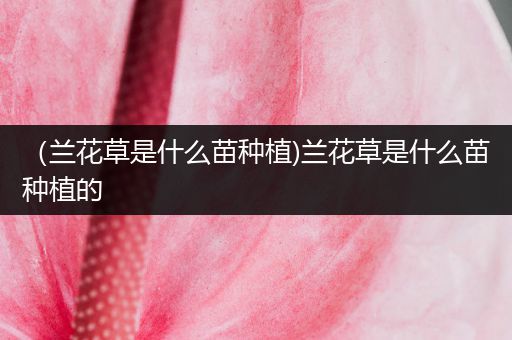 （兰花草是什么苗种植)兰花草是什么苗种植的