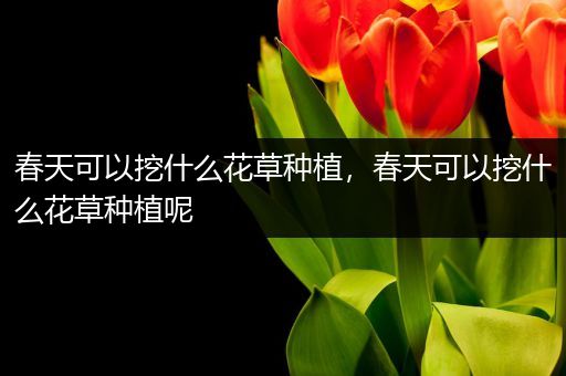 春天可以挖什么花草种植，春天可以挖什么花草种植呢