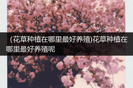 （花草种植在哪里最好养殖)花草种植在哪里最好养殖呢