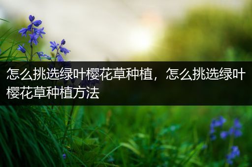 怎么挑选绿叶樱花草种植，怎么挑选绿叶樱花草种植方法