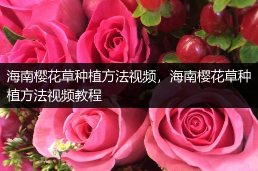 海南樱花草种植方法视频，海南樱花草种植方法视频教程