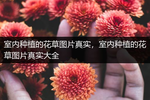 室内种植的花草图片真实，室内种植的花草图片真实大全