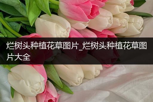 烂树头种植花草图片_烂树头种植花草图片大全