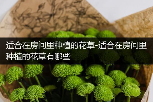适合在房间里种植的花草-适合在房间里种植的花草有哪些