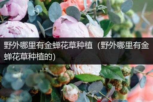野外哪里有金蝉花草种植（野外哪里有金蝉花草种植的）