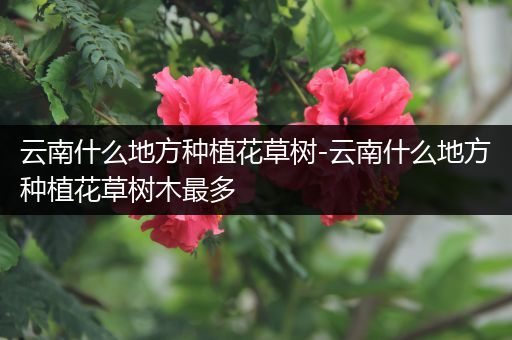 云南什么地方种植花草树-云南什么地方种植花草树木最多