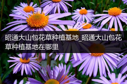 昭通大山包花草种植基地_昭通大山包花草种植基地在哪里