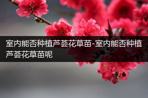 室内能否种植芦荟花草苗-室内能否种植芦荟花草苗呢