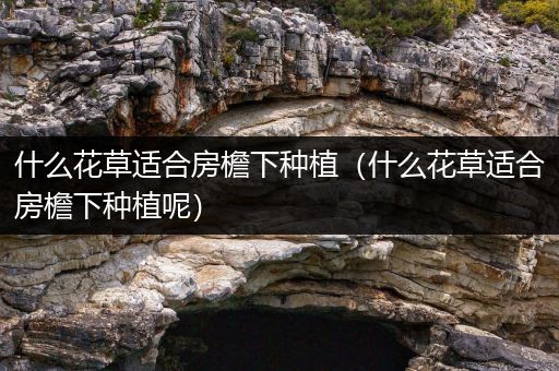 什么花草适合房檐下种植（什么花草适合房檐下种植呢）