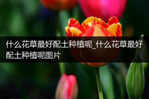 什么花草最好配土种植呢_什么花草最好配土种植呢图片