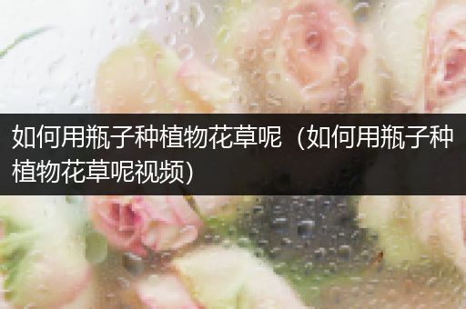 如何用瓶子种植物花草呢（如何用瓶子种植物花草呢视频）