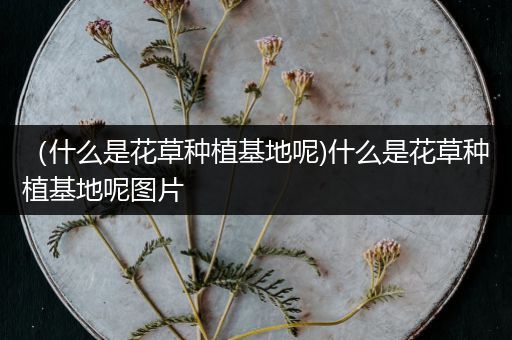 （什么是花草种植基地呢)什么是花草种植基地呢图片