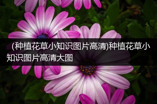 （种植花草小知识图片高清)种植花草小知识图片高清大图