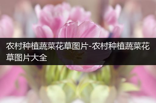 农村种植蔬菜花草图片-农村种植蔬菜花草图片大全