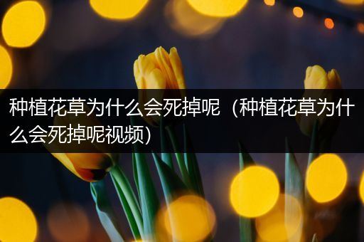 种植花草为什么会死掉呢（种植花草为什么会死掉呢视频）