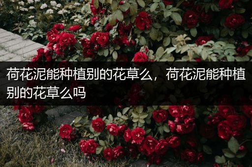 荷花泥能种植别的花草么，荷花泥能种植别的花草么吗