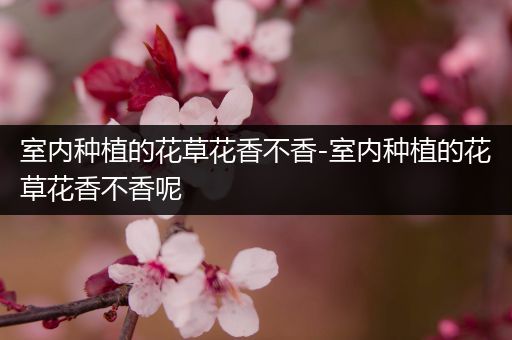 室内种植的花草花香不香-室内种植的花草花香不香呢