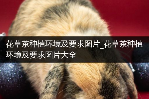 花草茶种植环境及要求图片_花草茶种植环境及要求图片大全