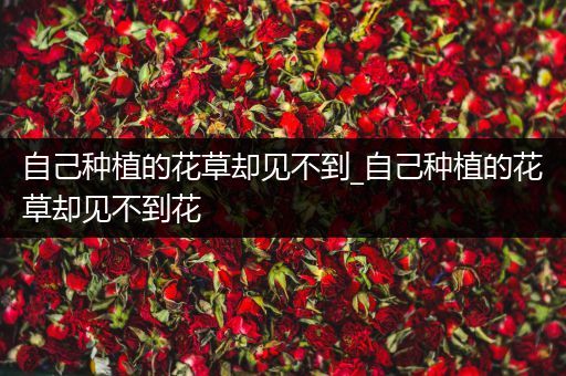 自己种植的花草却见不到_自己种植的花草却见不到花