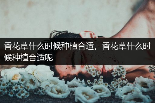 香花草什么时候种植合适，香花草什么时候种植合适呢