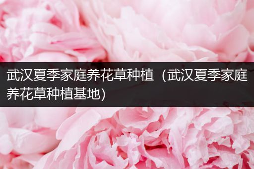 武汉夏季家庭养花草种植（武汉夏季家庭养花草种植基地）