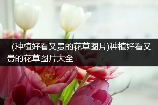 （种植好看又贵的花草图片)种植好看又贵的花草图片大全
