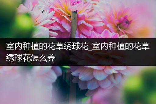 室内种植的花草绣球花_室内种植的花草绣球花怎么养