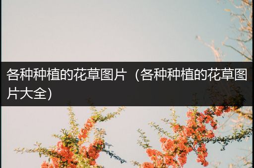 各种种植的花草图片（各种种植的花草图片大全）