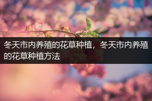 冬天市内养殖的花草种植，冬天市内养殖的花草种植方法