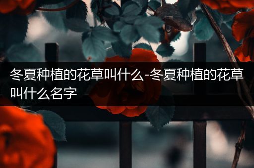冬夏种植的花草叫什么-冬夏种植的花草叫什么名字