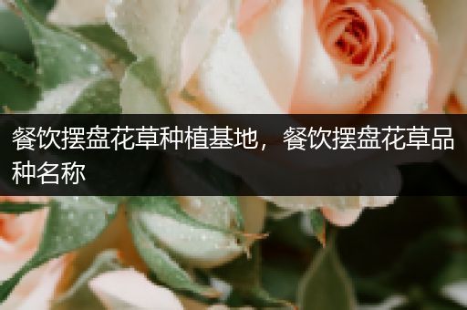 餐饮摆盘花草种植基地，餐饮摆盘花草品种名称
