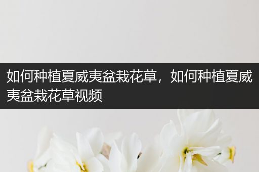 如何种植夏威夷盆栽花草，如何种植夏威夷盆栽花草视频
