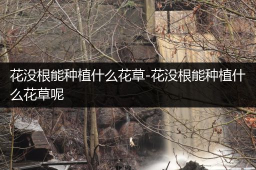 花没根能种植什么花草-花没根能种植什么花草呢