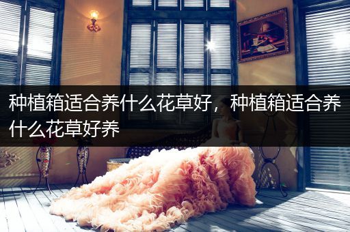 种植箱适合养什么花草好，种植箱适合养什么花草好养